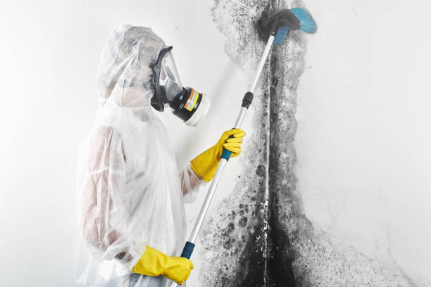 Mold Removal